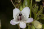 Manyflower beardtongue